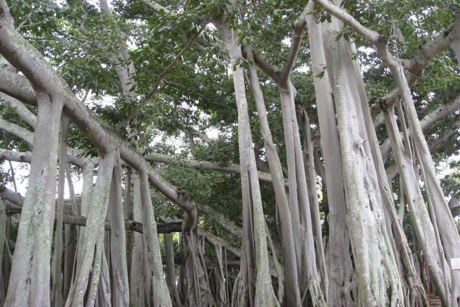 ../image/edison and ford banyan tree 2.jpg